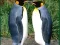 Spel Penguin Puzzle på nätet