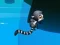 Spel Jungle Jump på nätet