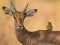 Spel Wild Deer Jigsaw på nätet