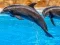 Spel Sea Dolphin Jigsaw på nätet