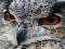 Spel Wild owl Jigsaw på nätet