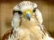 Spel Gyrfalcon Jigsaw på nätet