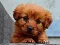 Spel Puppy Puzzle på nätet