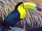 Spel Toucan Bird Jigsaw på nätet
