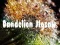 Spel Dandelion Jigsaw på nätet