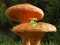Spel Mushroom Plant Land Escape på nätet