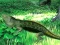 Spel Lizard Forest Escape på nätet