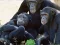 Spel Funny Chimpanzee Jungle Escape på nätet
