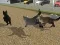 Spel Run Cat Cat Race på nätet
