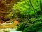 Spel Peaceful Rainbow Forest Escape på nätet