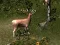 Spel Sniper Hunting Deadly Animal på nätet