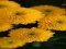 Spel Chrysanthemums Jigsaw på nätet
