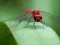 Spel Dragon Fly Jigsaw på nätet