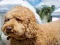 Spel Labradoodle Jigsaw på nätet