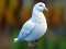 Spel Realistic Pigeon Rescue på nätet