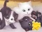 Spel Jigsaw Puzzle: Playing Cats på nätet