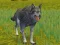 Spel The Wolf: Wild Animal Simulator på nätet