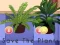 Spel Save the Plants på nätet