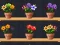 Spel Good Flower Master på nätet