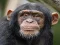 Spel Chimpanzee Jigsaw på nätet