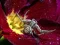 Spel Crab Spider Jigsaw på nätet