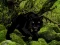 Spel Escape from Black Panther Forest på nätet