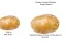 Spel Potato Construct 2 Edition på nätet