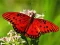 Spel Nature Jigsaw Puzzle Butterfly på nätet