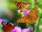 Spel Butterfly Slide på nätet