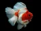 Spel Gold Fish Jigsaw Puzzle på nätet