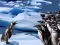 Spel Penguins Slide på nätet