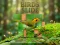 Spel Birds Slide på nätet