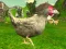 Spel Chicken Shooter på nätet
