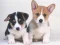 Spel Cute Puppies Puzzle på nätet