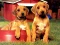 Spel Puppy Pairs Puzzle på nätet