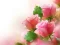 Spel Pink Roses på nätet