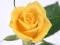 Spel Yellow Roses på nätet