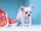 Spel Lovely Puppy Puzzle på nätet