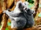 Spel Cute Baby Koala Bear på nätet