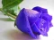 Spel Blue Roses på nätet