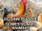 Spel Jigsaw Puzzle Domesticated Animals på nätet