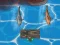 Spel Titanic Shark Attacks på nätet