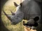 Spel Wild Rhino Hunter på nätet