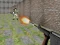 Spel Bullet Fire på nätet