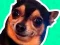 Spel What meme dog are you ? på nätet