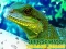 Spel Chinese Water Dragon Jigsaw på nätet