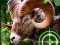 Spel Crazy Goat Hunter 2020 på nätet