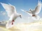 Spel Flying Birds på nätet