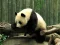 Spel Pandas Puzzle på nätet