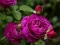 Spel Purple Roses på nätet